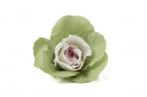 preserved-ornamental-cabbage-30