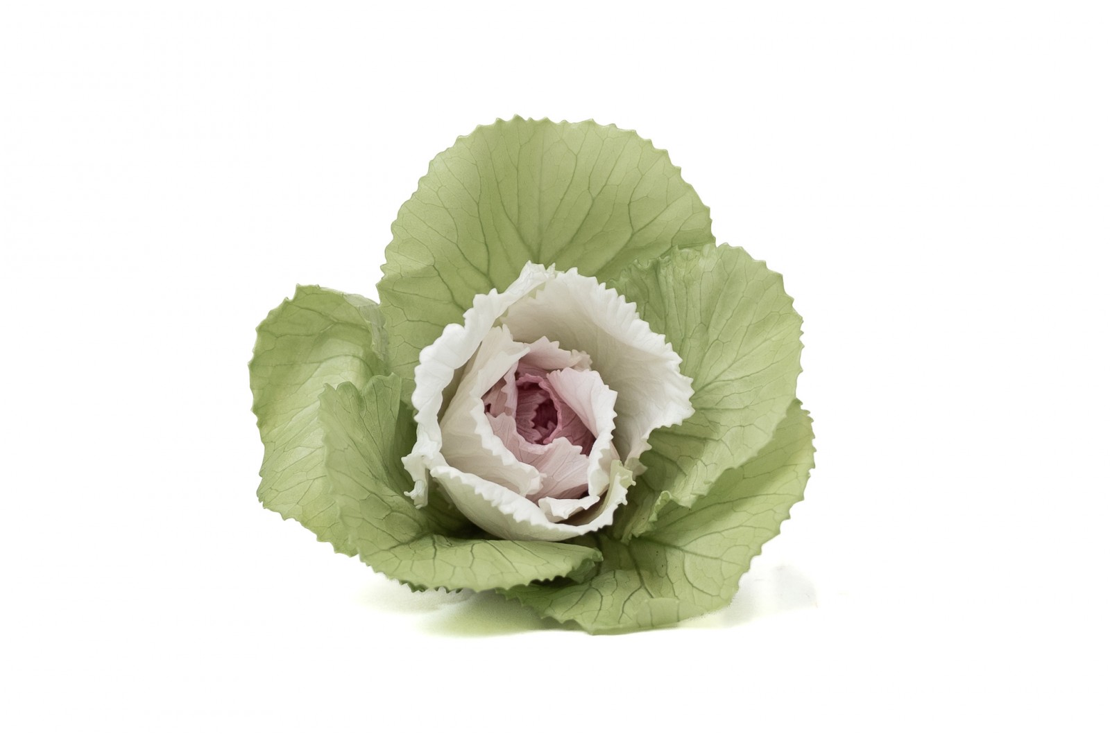 preserved-ornamental-cabbage-30