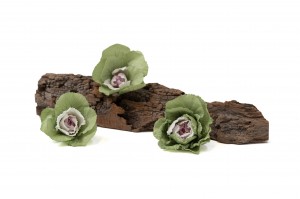 preserved-ornamental-cabbage-30.