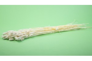 dried-phalaris-12.