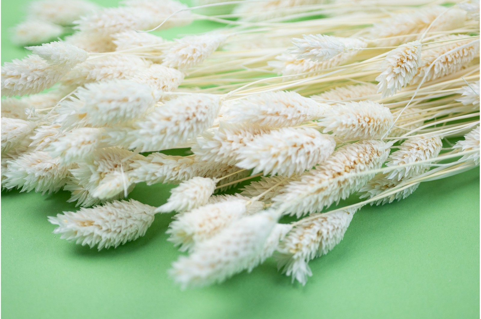 dried-phalaris-12