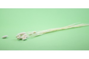 dried-phalaris-12.