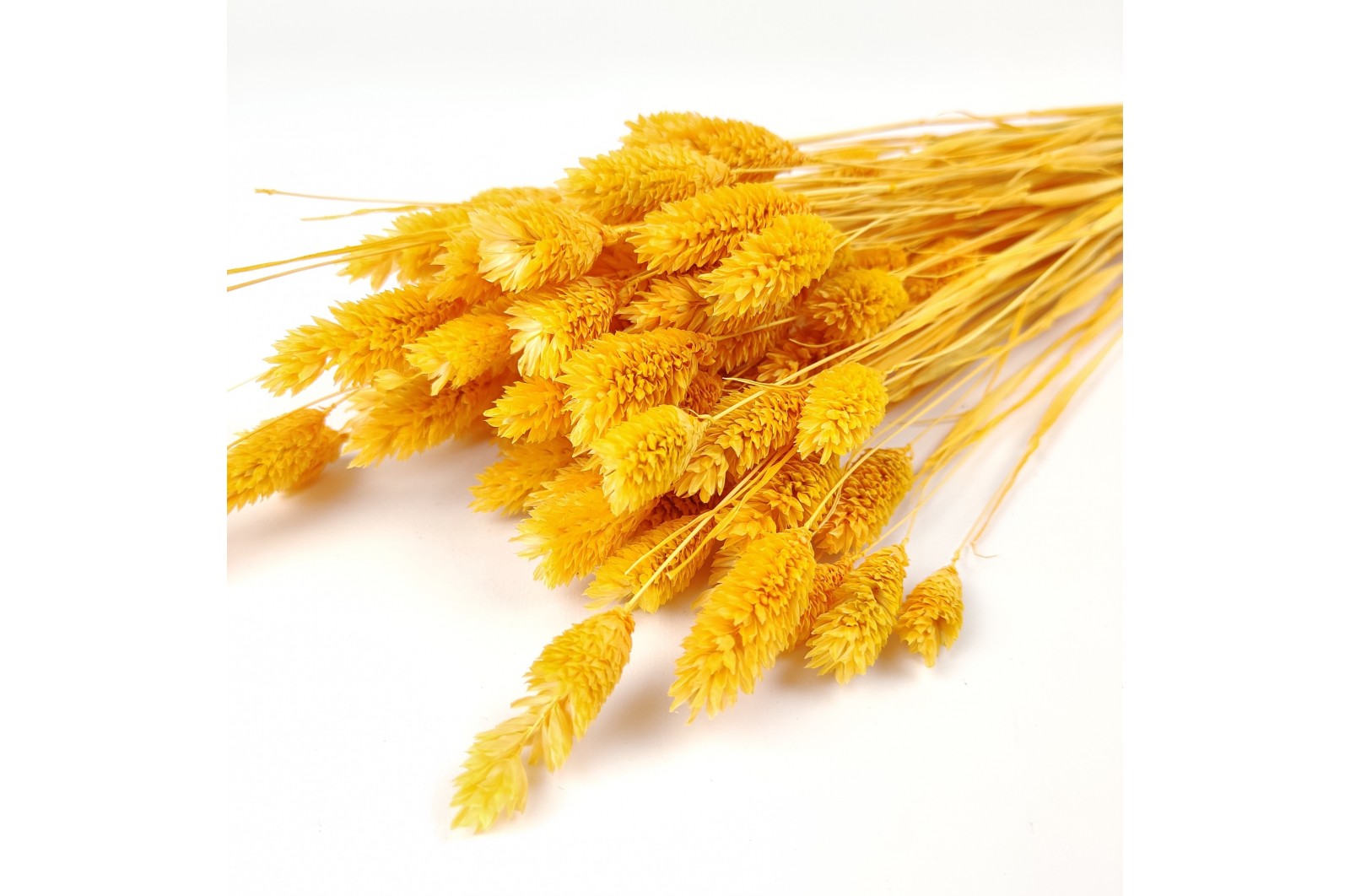 dried-phalaris-12