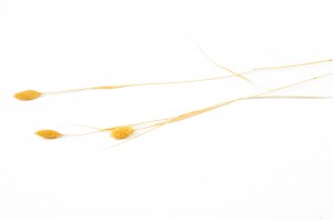 dried-phalaris-12.