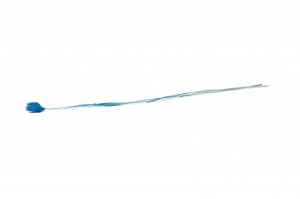 dried-phalaris-12.