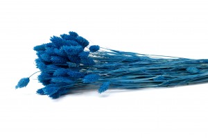 dried-phalaris-12.