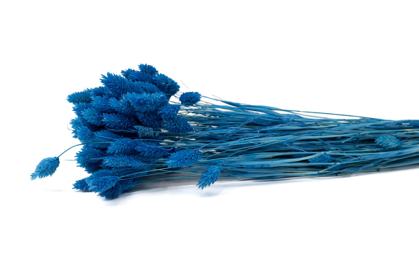 dried-phalaris-12