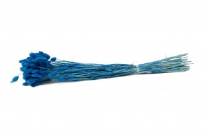 dried-phalaris-12.