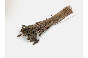 dried-phalaris-12.