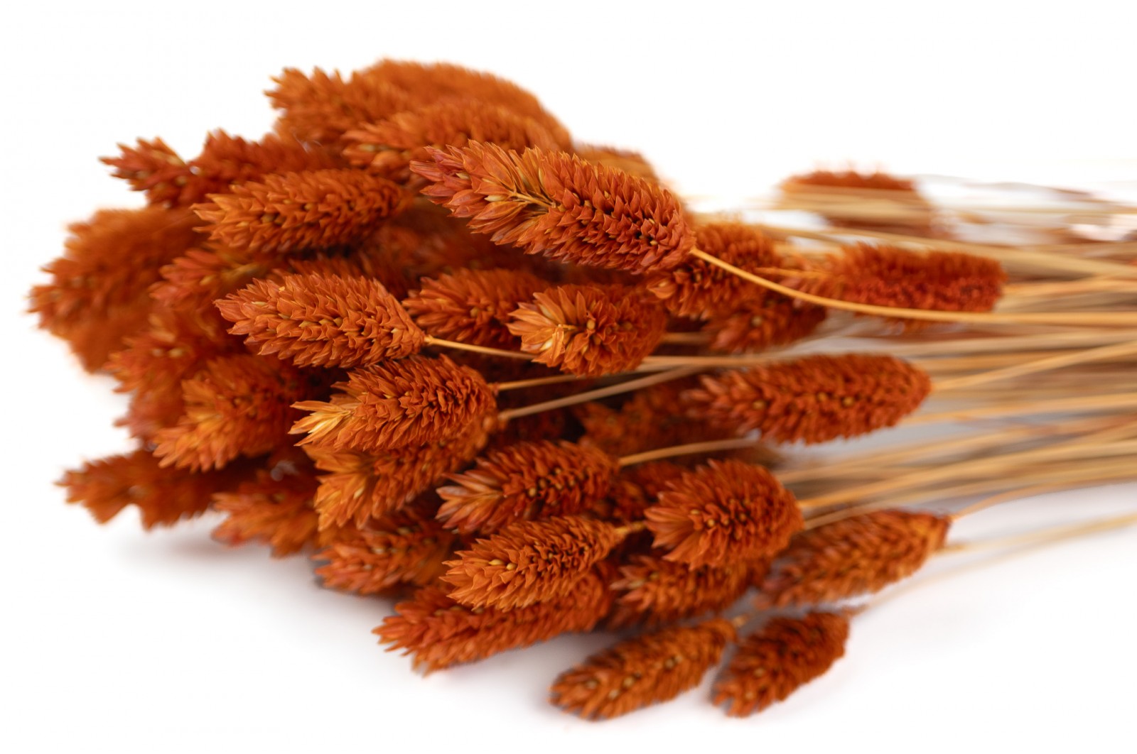 dried-phalaris-12