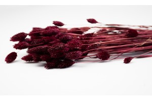 dried-phalaris-12.