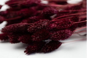 dried-phalaris-12.