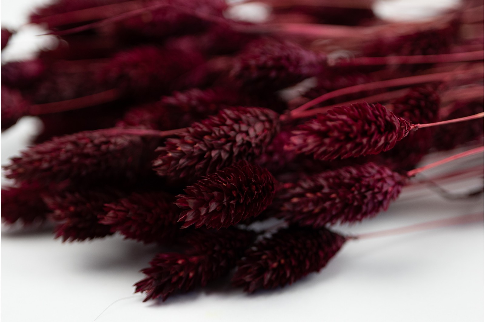 dried-phalaris-12