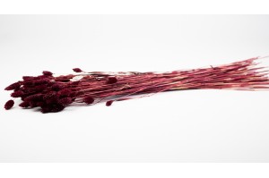 dried-phalaris-12.