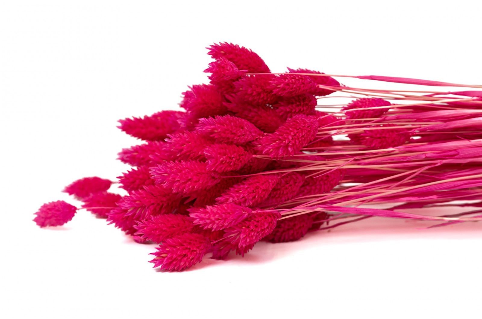 dried-phalaris-12