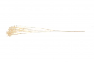 dried-broom-bloom-11.