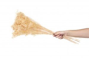 dried-broom-bloom-11.
