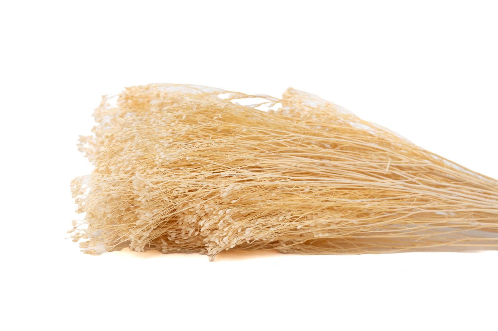 trockener-ginster-11