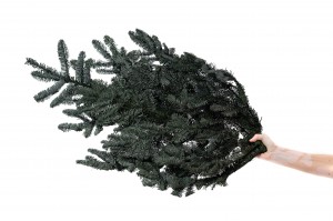 preserved-fir-tree-8.