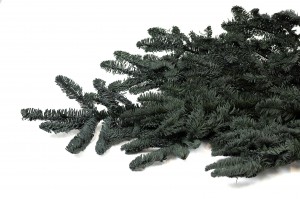 preserved-fir-tree-8