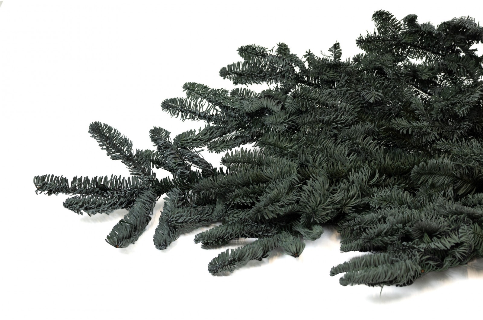 preserved-fir-tree-8