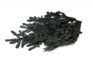 preserved-fir-tree-8.