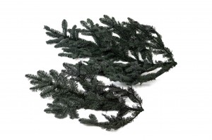 preserved-fir-tree-8.