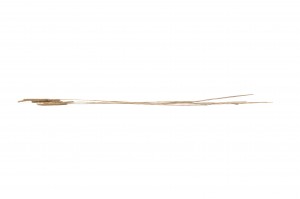 dried-phleum-8.