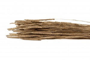 phleum-sec-8.