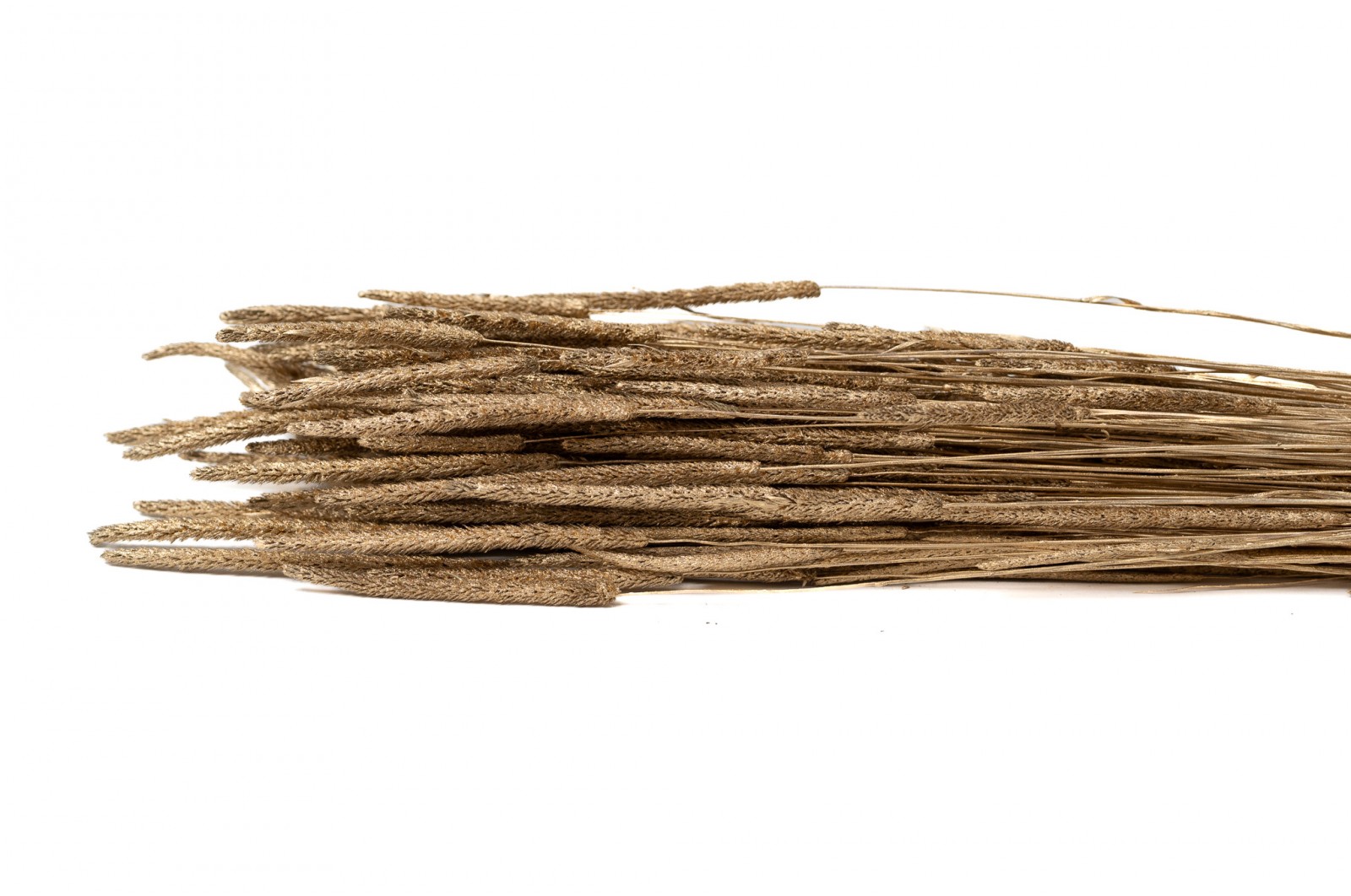 dried-phleum-8
