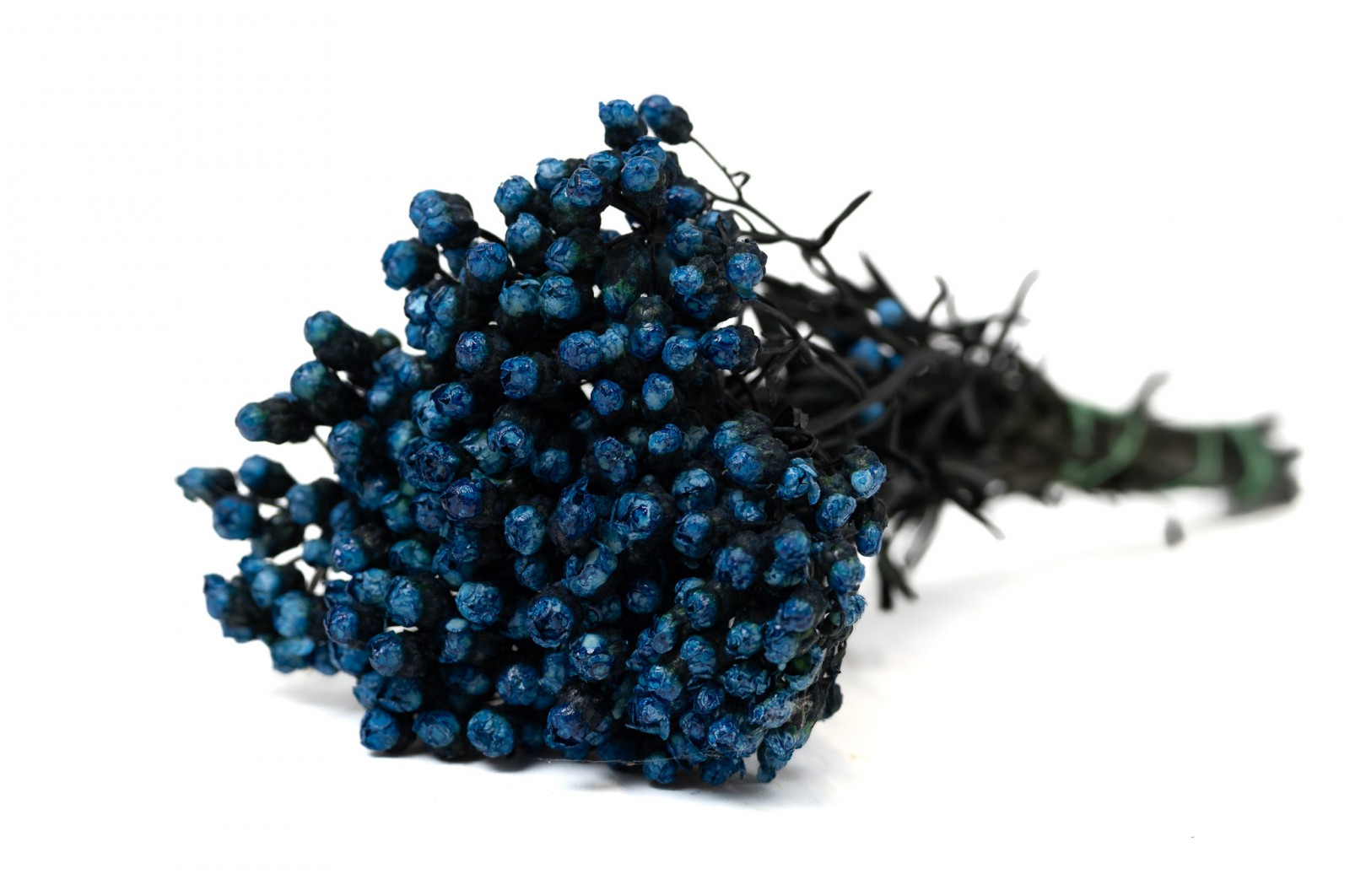 stabilisierte-ixodia-6