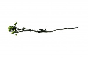 stabilisierte-ixodia-6.