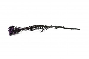 preserved-ixodia-6.