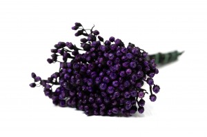 stabilisierte-ixodia-6.