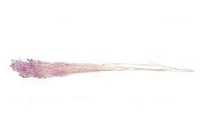 broom-stabilise-8.