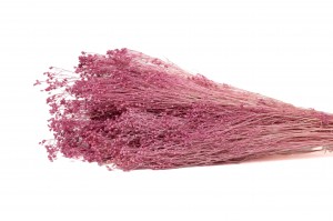 preserved-broom-8.