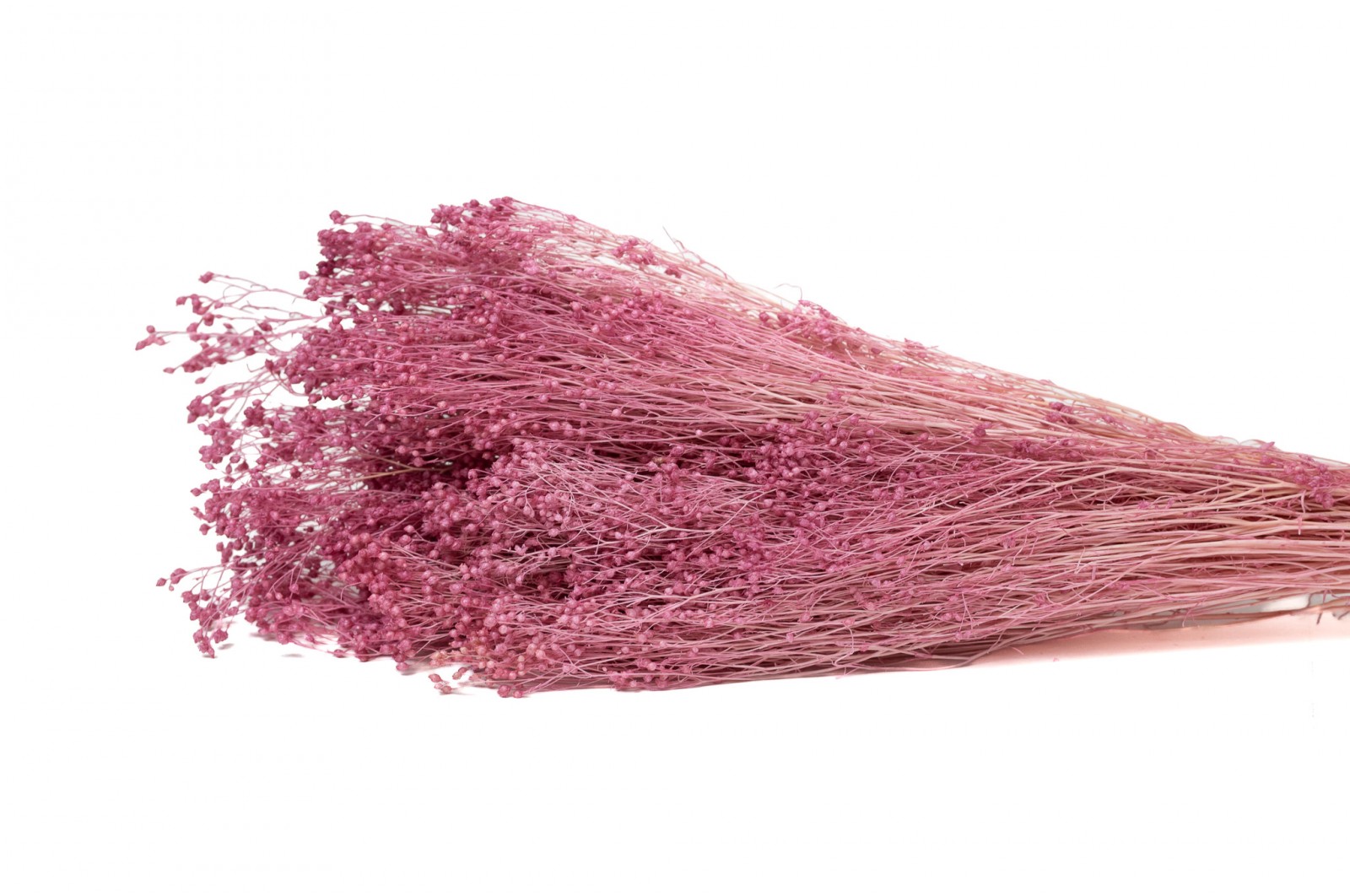 preserved-broom-8