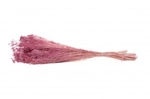 preserved-broom-8.