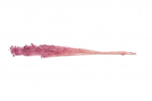 broom-stabilise-8.
