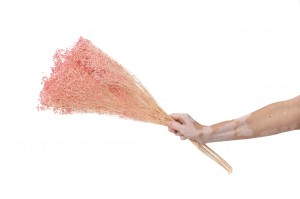 preserved-broom-8.