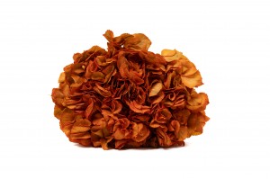 preserved-hydrangea-14.