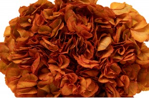 preserved-hydrangea-14.