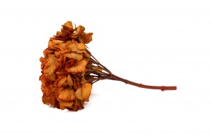 preserved-hydrangea-14.