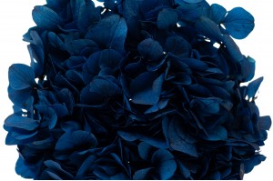 preserved-hydrangea-14.