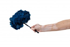 preserved-hydrangea-14.