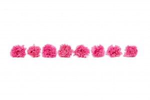 preserved-carnation-14.