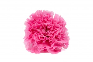 preserved-carnation-14.