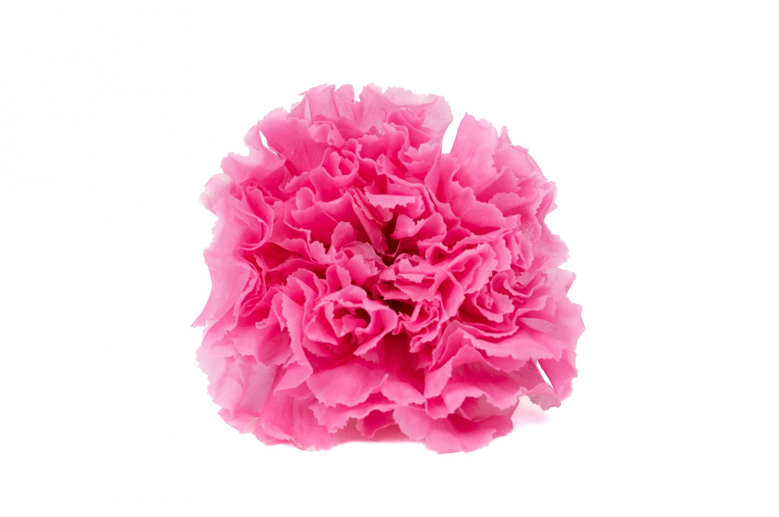 preserved-carnation-14