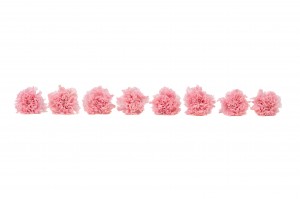 preserved-carnation-14.