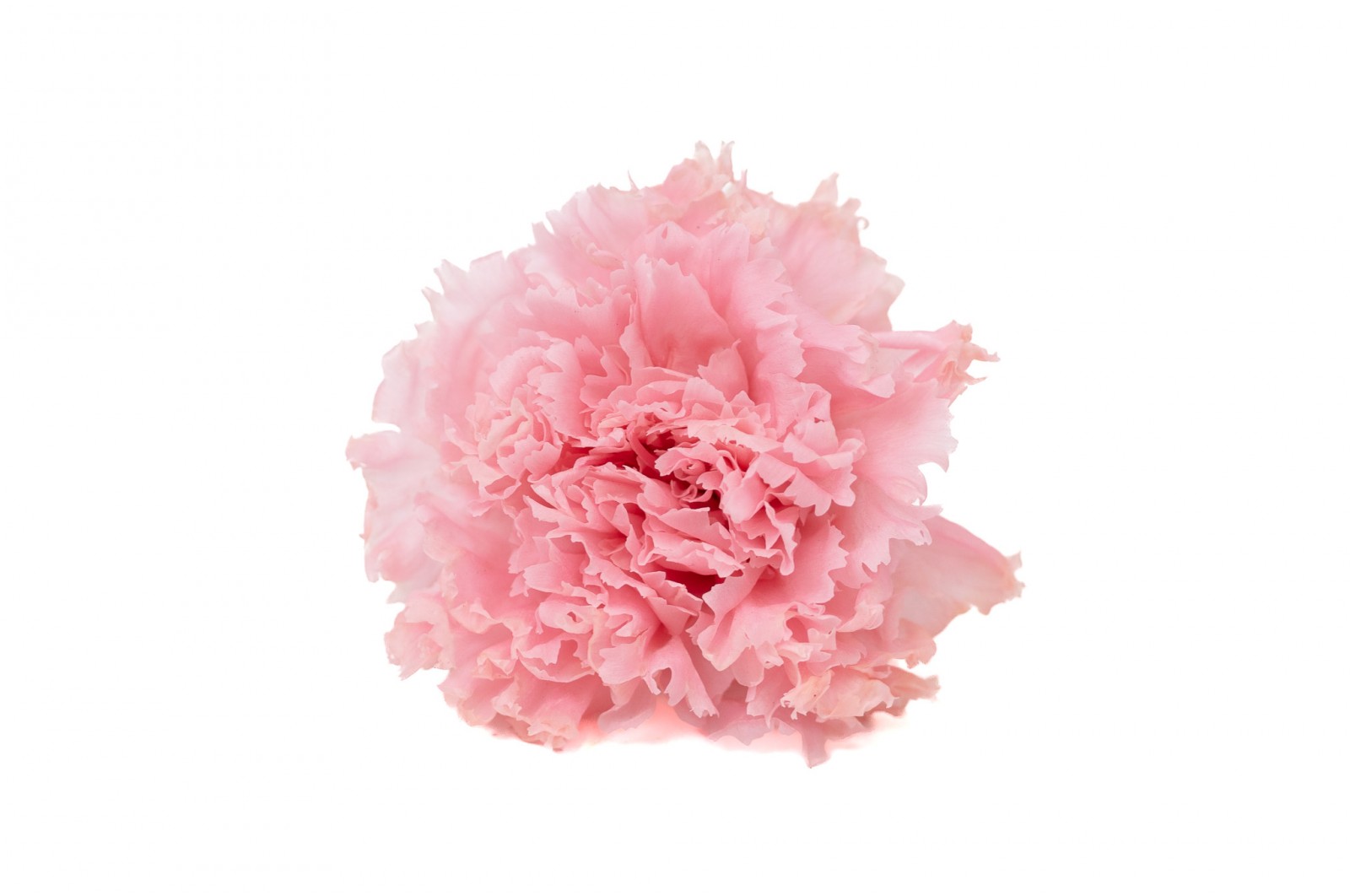 Preserved carnation (14) preserved-carnation-14